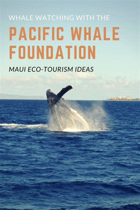 Pacific whale foundation maui. Things To Know About Pacific whale foundation maui. 